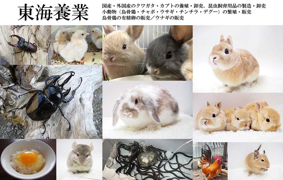 東海養業 | クワガタ・カブトムシの養殖・飼育用品の製造・卸売／小動物（烏骨鶏・チャボ・ウサギ・チンチラ・デグー）の繁殖・販売、烏骨鶏の有精卵の販売 、ウナギの販売