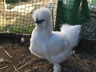 東海養業 | クワガタ・カブトムシの養殖・飼育用品の製造・卸売／小動物（烏骨鶏・チャボ・ウサギ・チンチラ・デグー）の繁殖・販売、烏骨鶏の有精卵 の販売、ウナギの販売